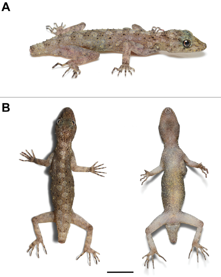 Figure 7