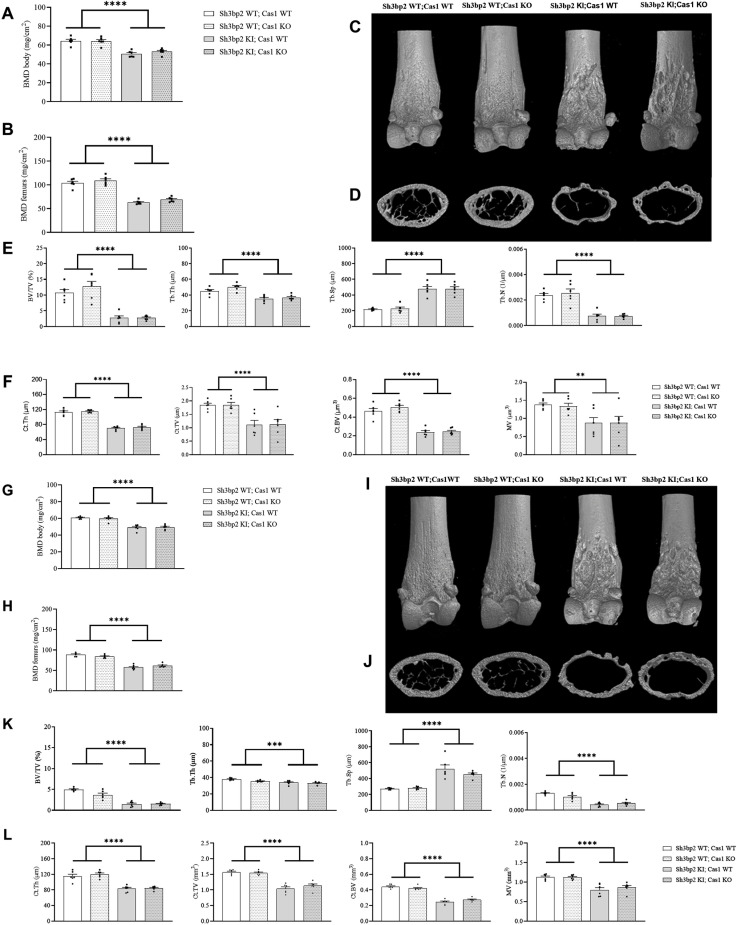 Fig 5