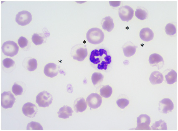 Figure 6