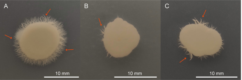 Figure 12