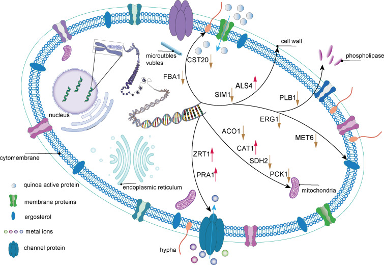 Figure 17