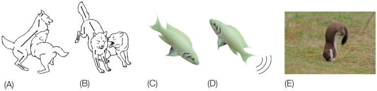 Figure 16