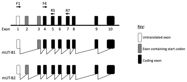 FIGURE 1