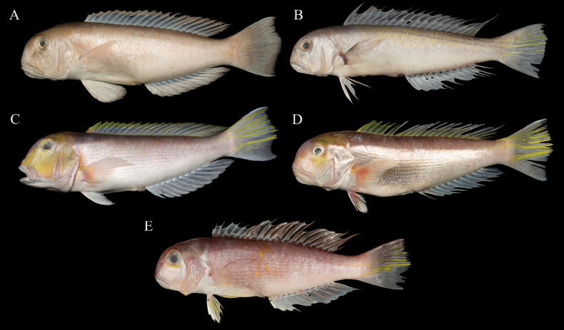 Figure 4