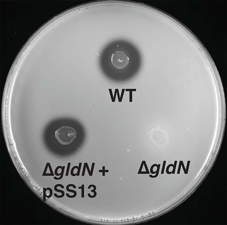 Figure 7