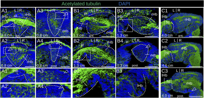 FIGURE 3
