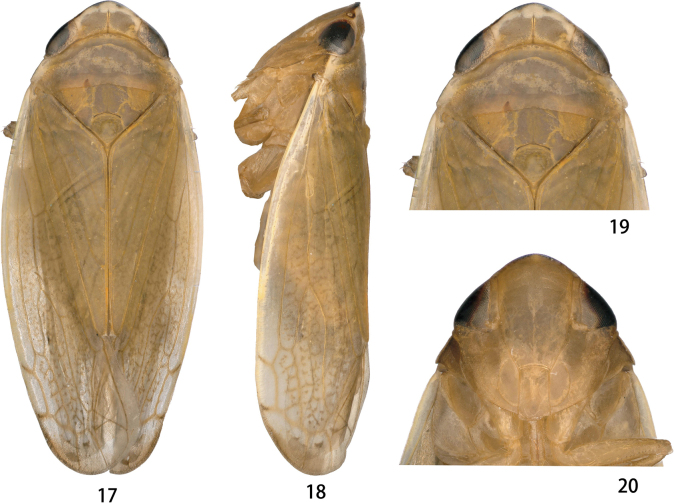 Figures 17–20