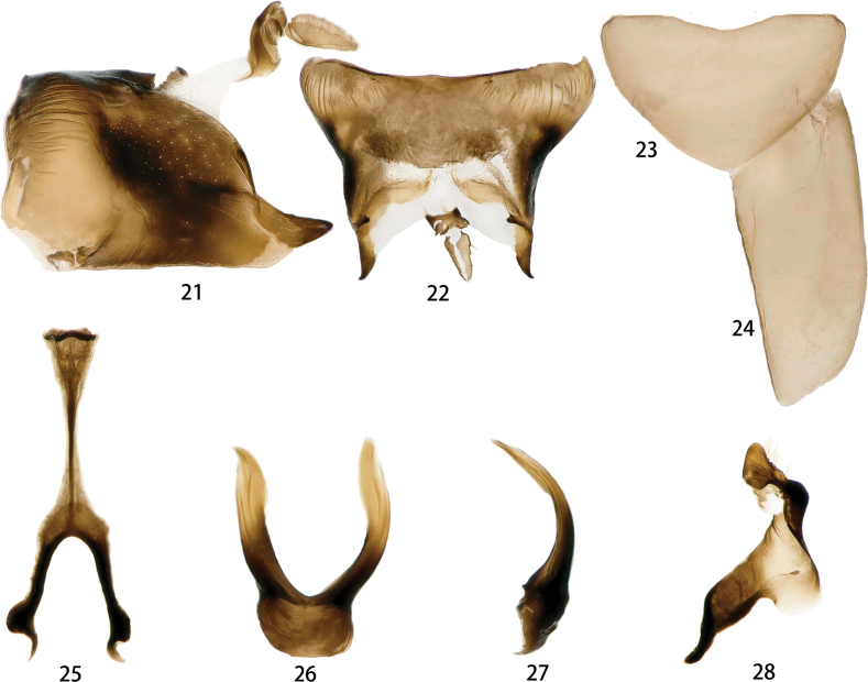 Figures 21–28