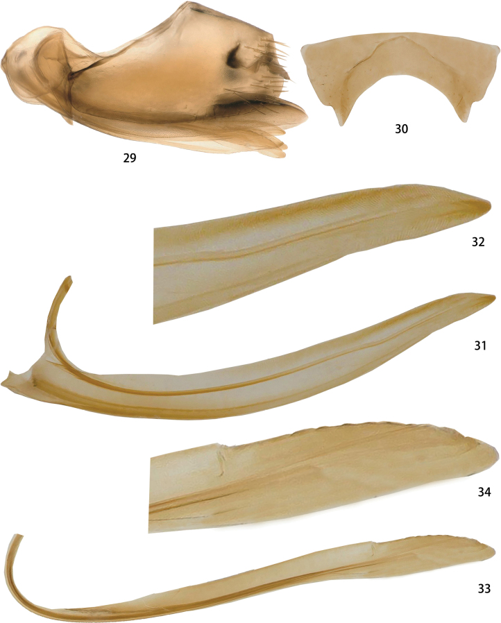Figures 29–34