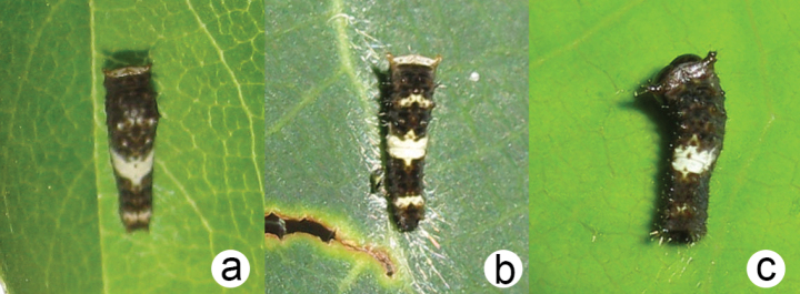 Figure 10