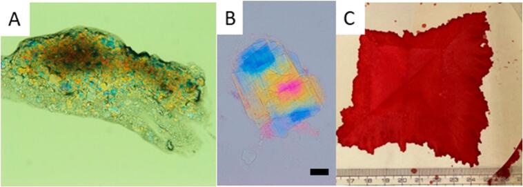 Figure 5