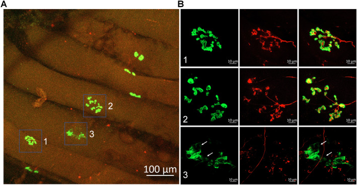 FIGURE 4