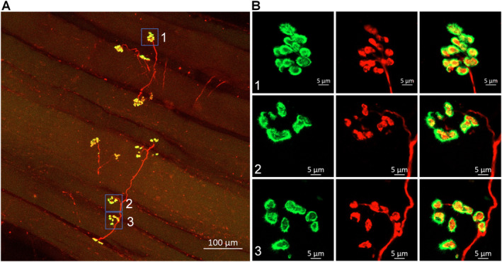 FIGURE 2