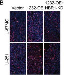 Figure 22