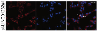 Figure 24