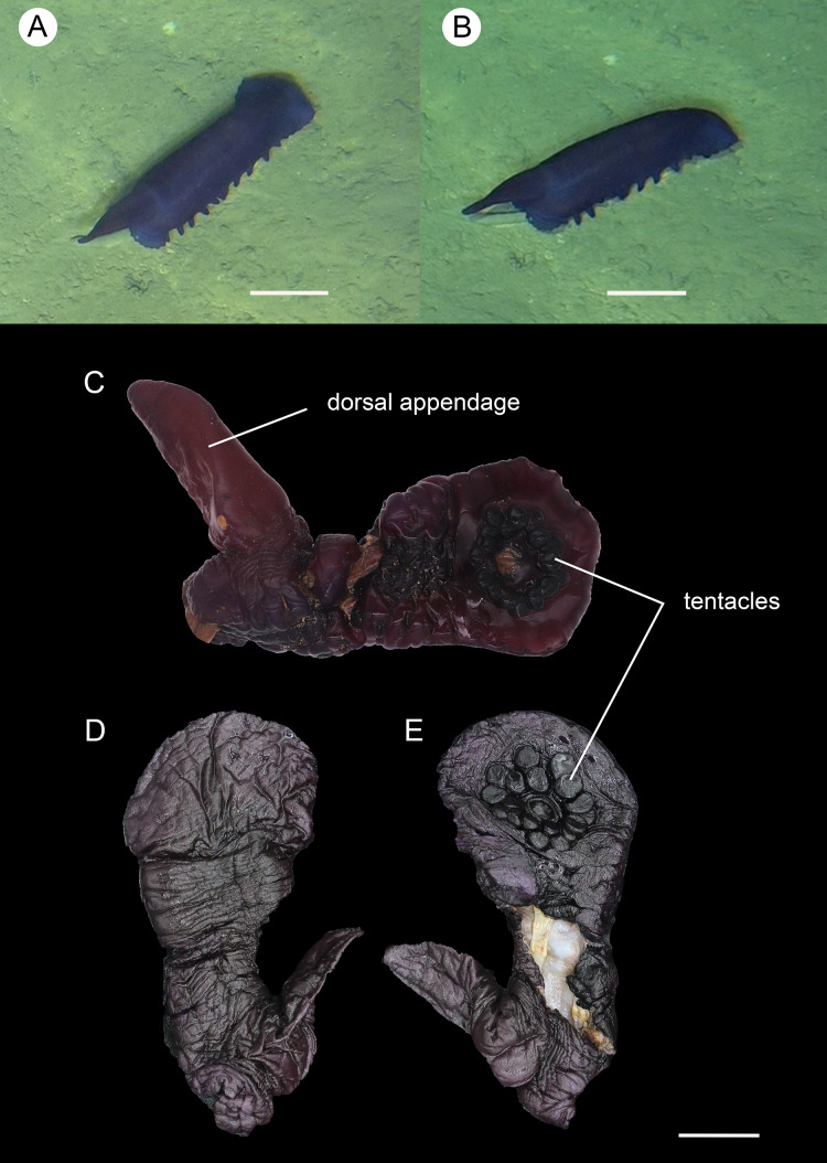 Figure 9