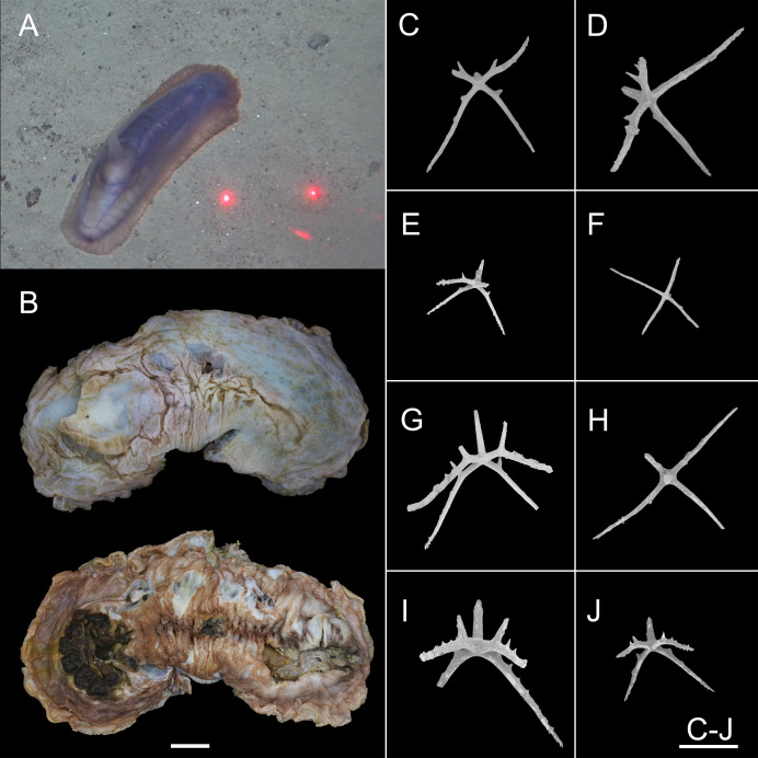 Figure 12