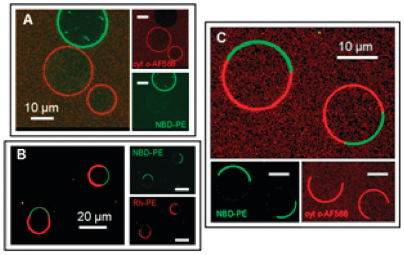 Figure 21