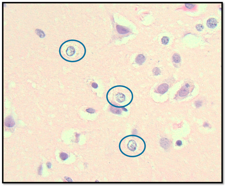 Figure 5