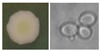 Figure 20