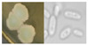 Figure 22
