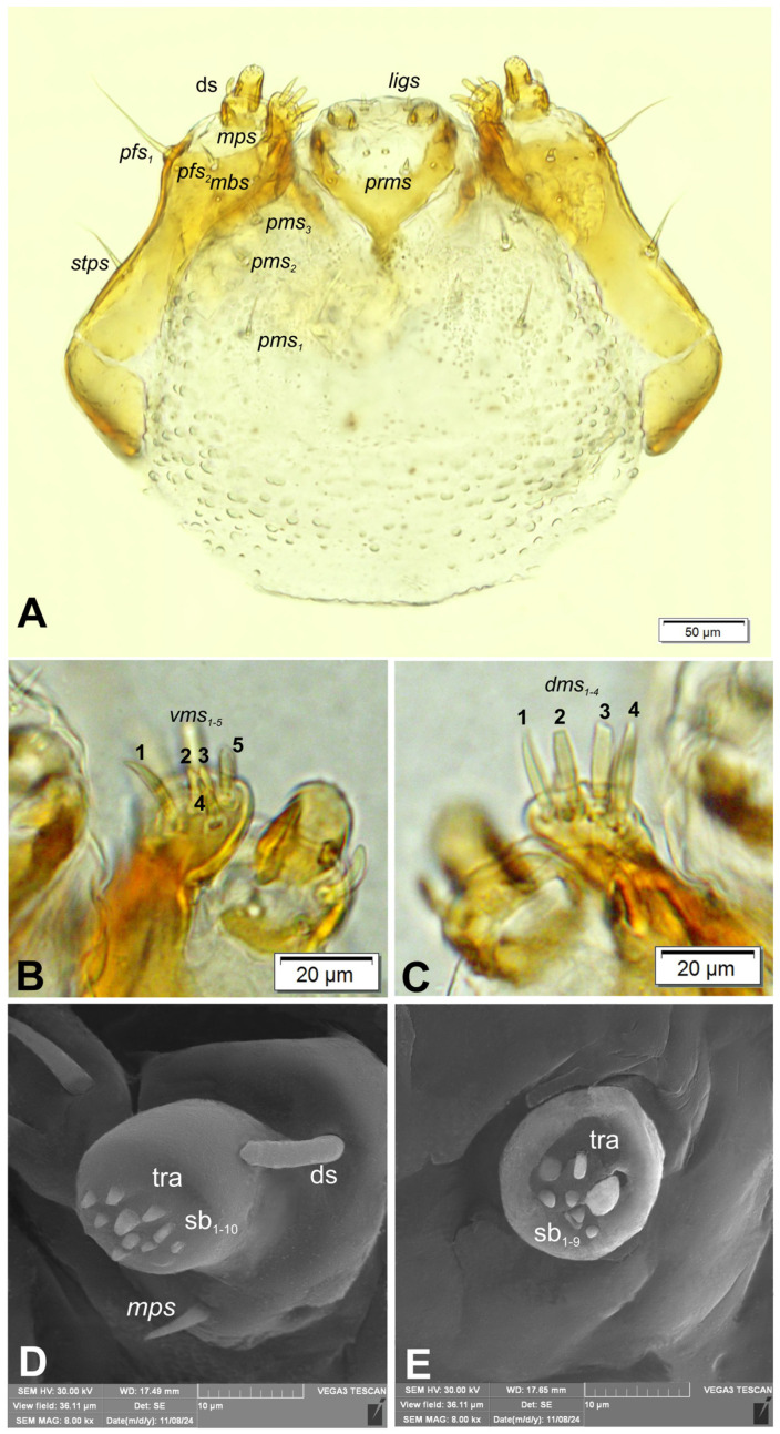 Figure 5