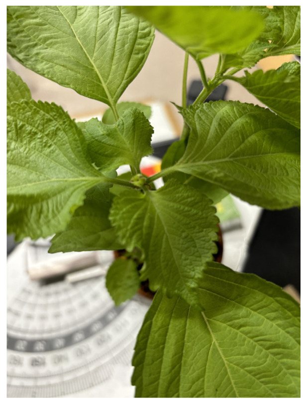 Figure 15