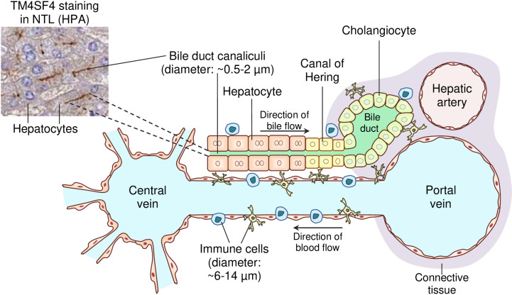 Figure 16
