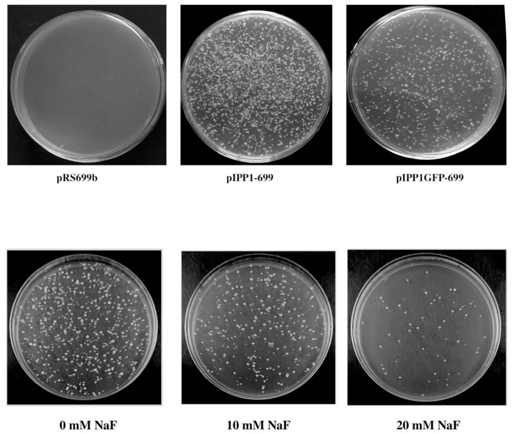 Figure 7