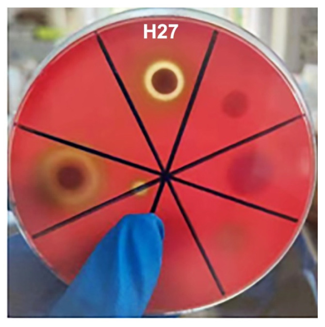 Figure 4