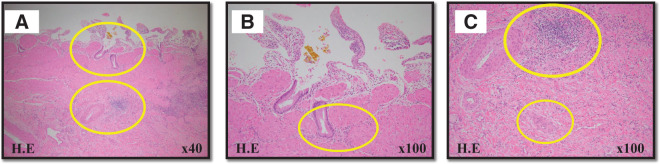Fig. 2