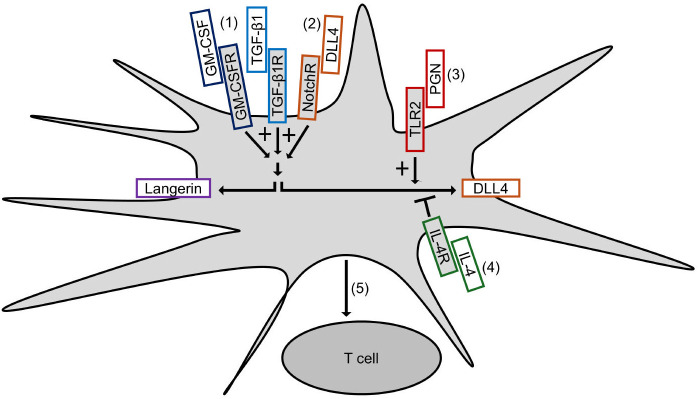 Figure 7