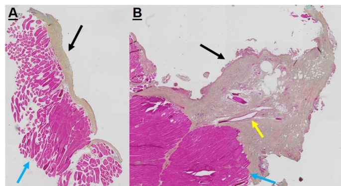 Figure 19
