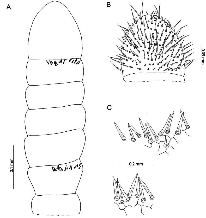 Figure 19