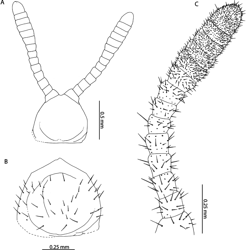 Figure 20