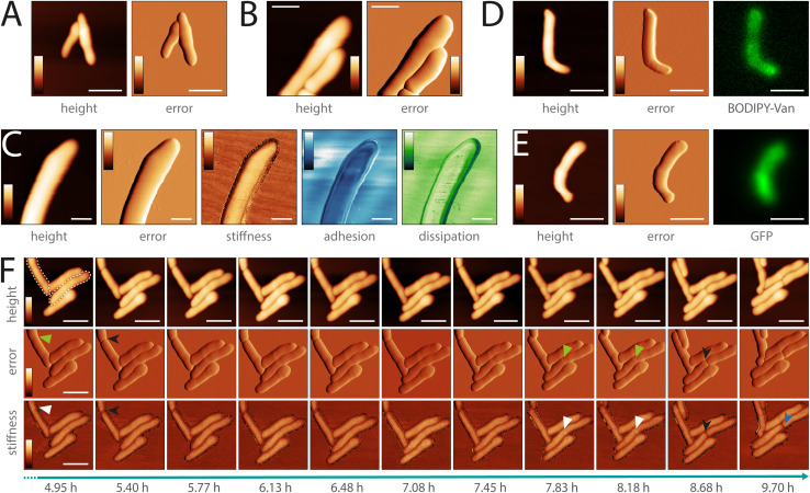 Fig. 3