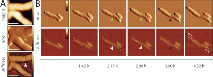 Fig. 4