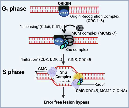 Figure 13