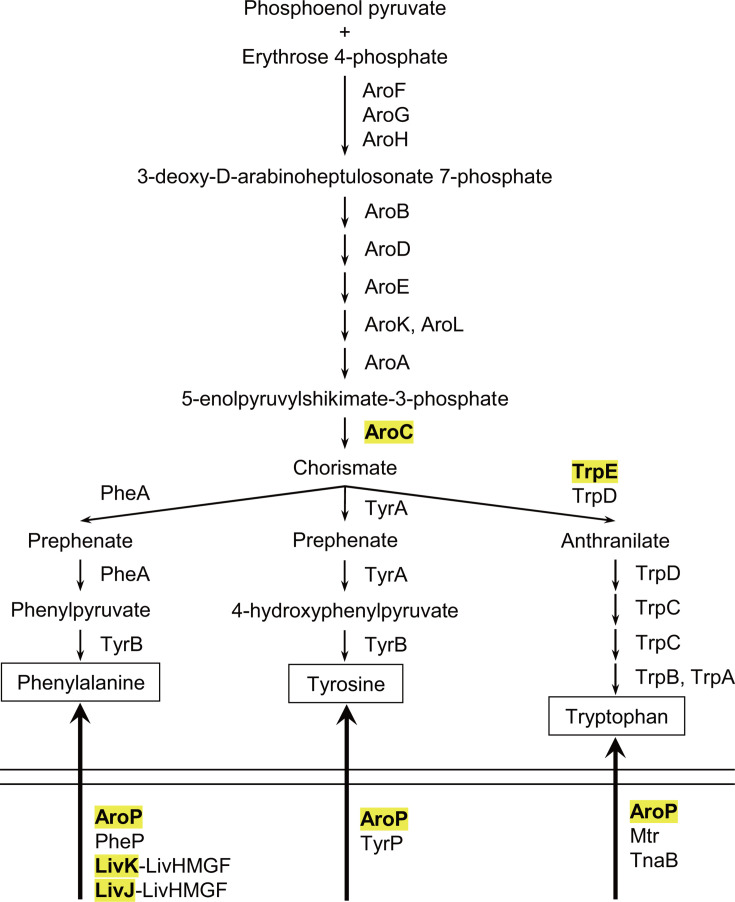 Fig 1