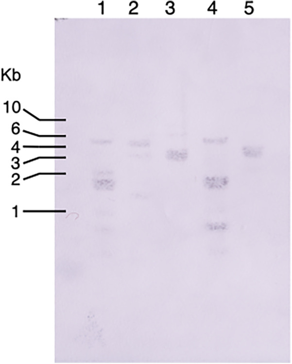Figure 5