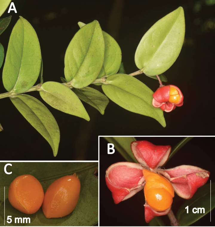 Figure 4