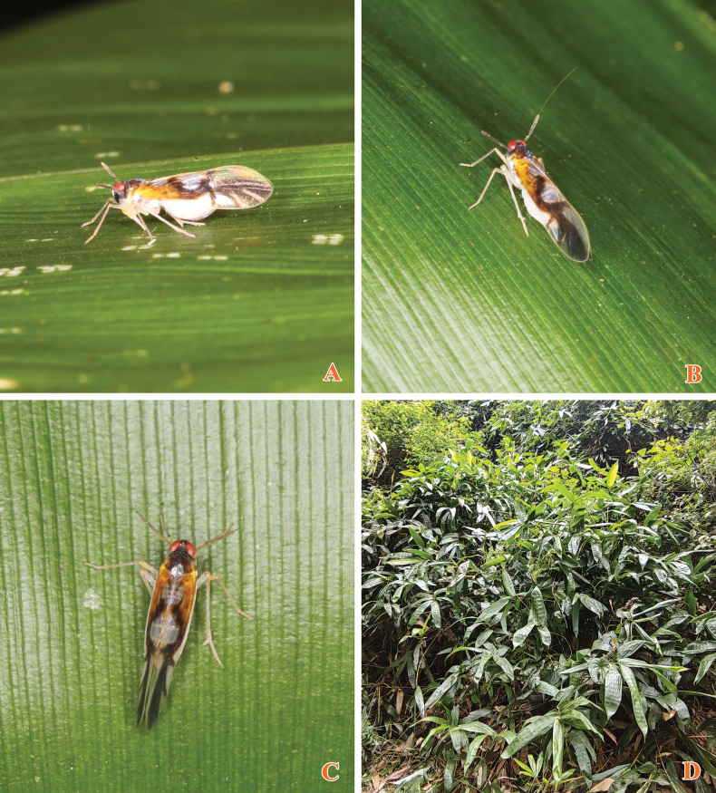 Figure 26