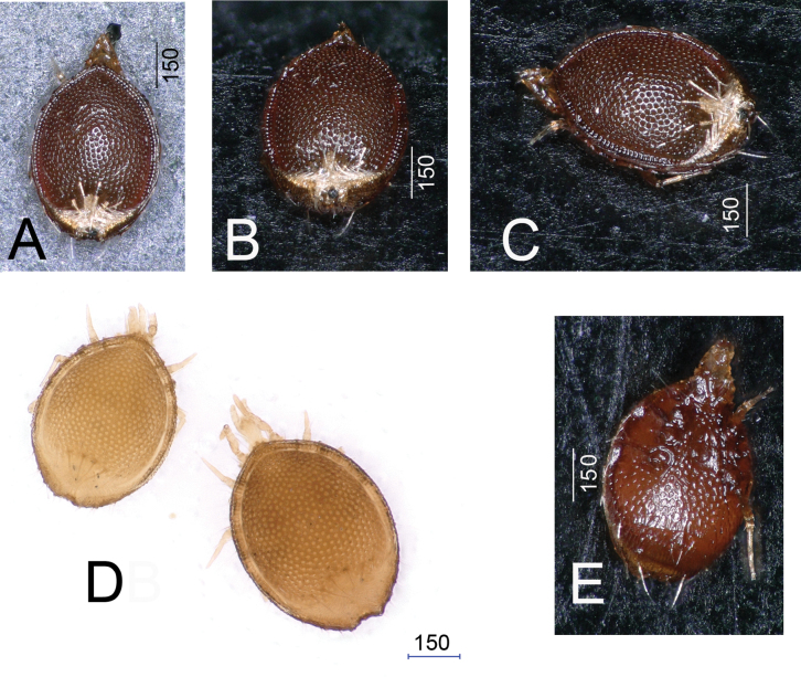 Figure 5