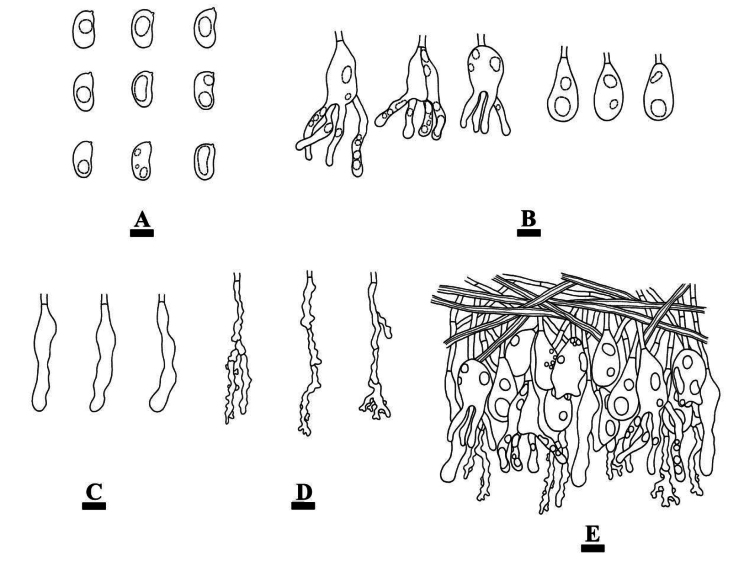 Figure 13
