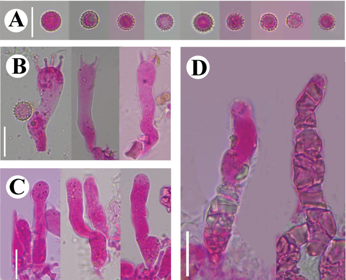 Figure 17