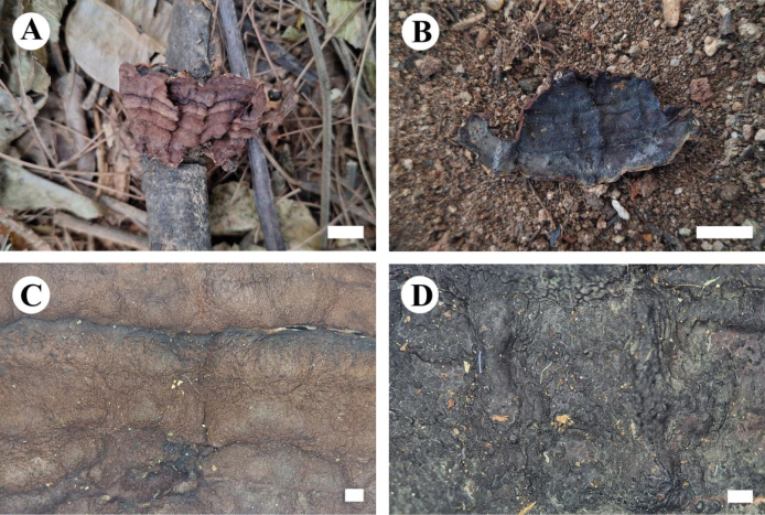 Figure 18