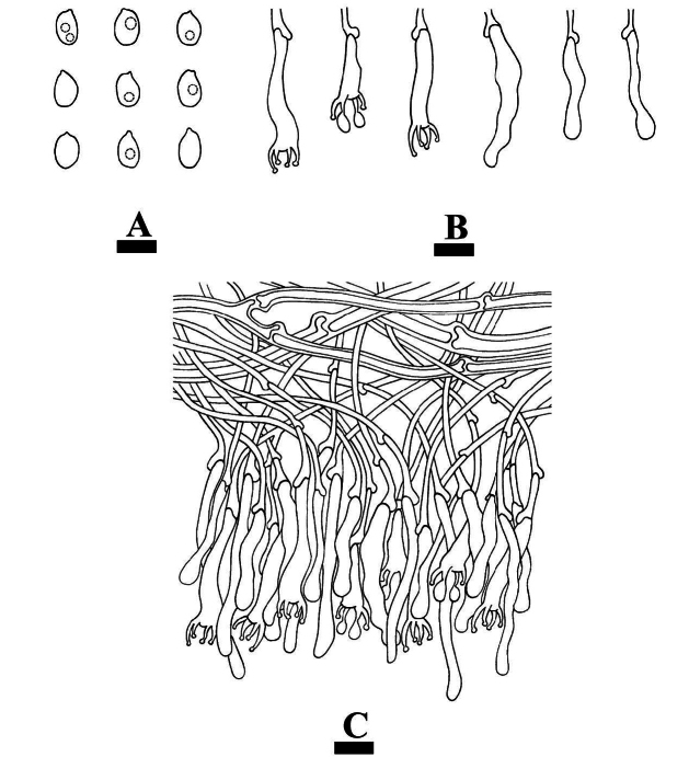 Figure 19