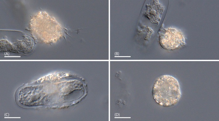 FIGURE 6