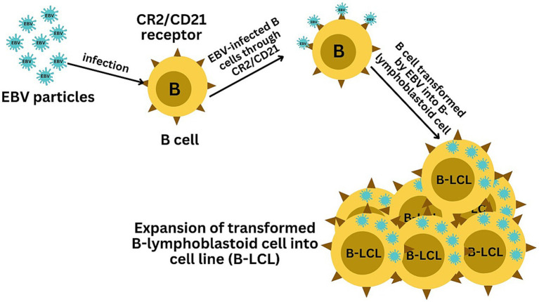 Figure 2