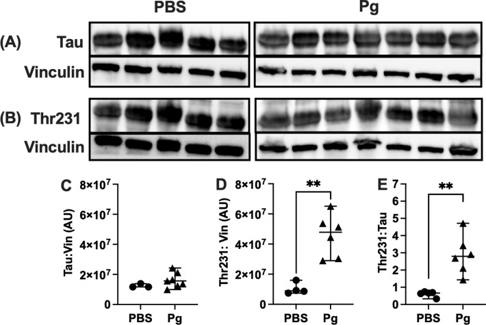 Fig 6